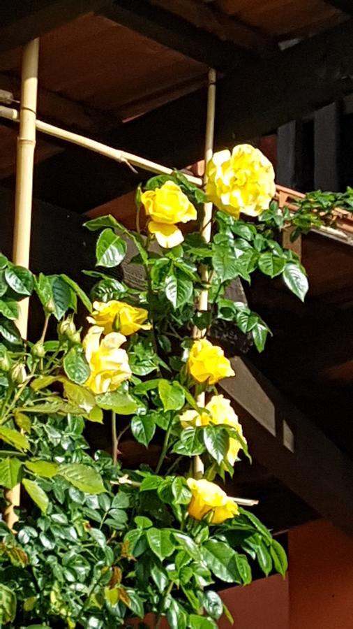B&B La Cascina Di Monia E Mario Borgo Ticino 外观 照片